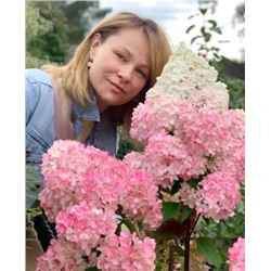 Саженцы Гортензия метельчатая Фантом, арт.: 8508