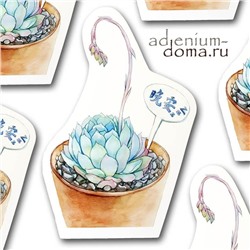 Открытка Echeveria ELEGANS 'ZONNESTRAAL' (Эхеверия, Эчеверия)