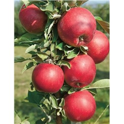 Яблоня Червонец, арт.: 954