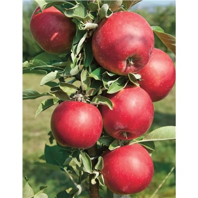 Яблоня Червонец, арт.: 954