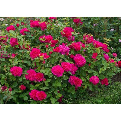 Sophy’s Rose "Софи Роуз"
