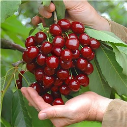 Черешня Оленька, арт.: 75129