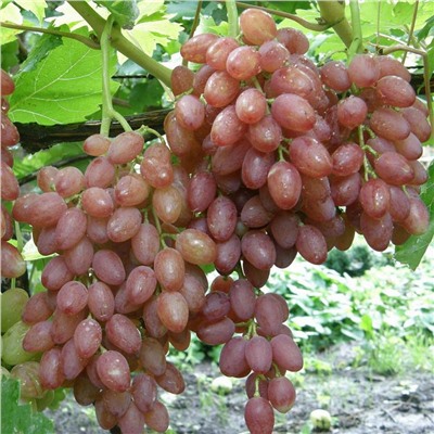 Виноград кишмиш Лучистый