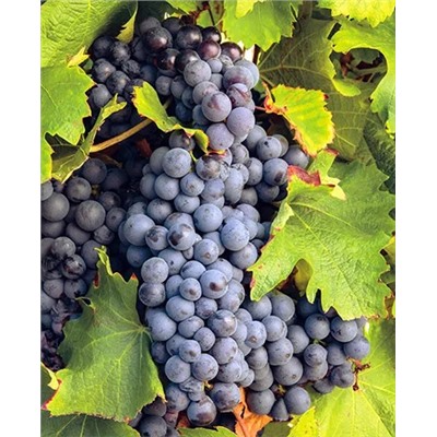 Саженцы Виноград Маршал Фош, арт.: 20195