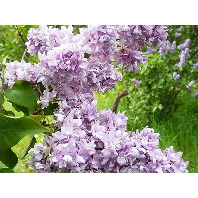 Сирень Айгуль