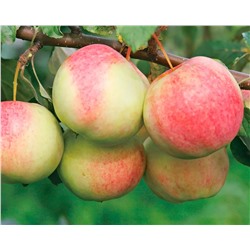 Яблоня Мечтательница, арт.: 7