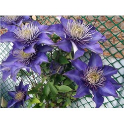 Клематис Multi Blue "Мульти Блю"