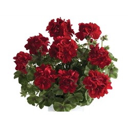 Пеларгония Renske