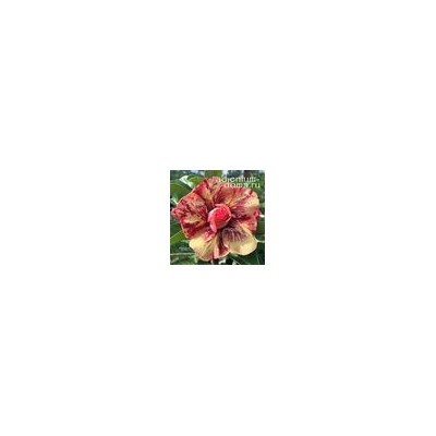 Adenium Obesum Double Flower CHOCOLATE
