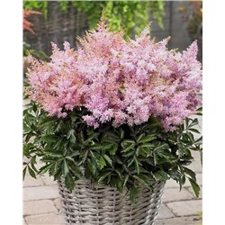 Саженцы Астильба Шугаберри, арт.: 74695