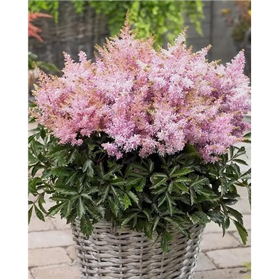 Саженцы Астильба Шугаберри, арт.: 74695