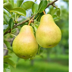Груша Минеевская, арт.: 75117