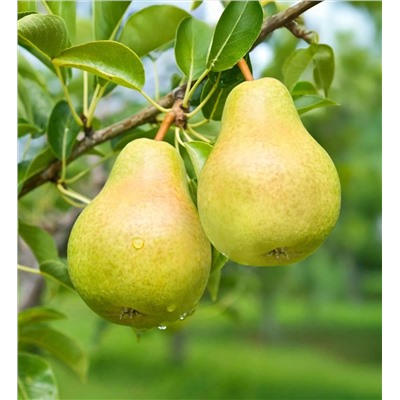 Груша Минеевская, арт.: 75117