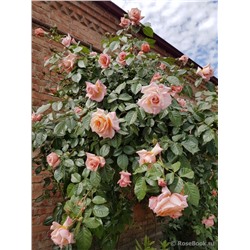 Роза плетистая Barock "Барок"