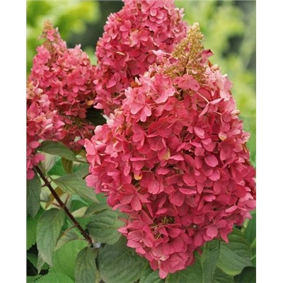 Саженцы Гортензия метельчатая Кендллайт, арт.: 73304