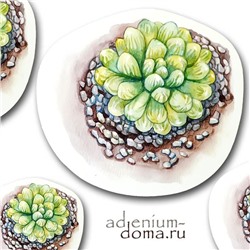 Открытка Haworthia COOPERI 'TRUNCATA' (Хавортия)