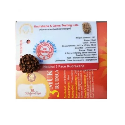 Рудракша сертифицированная (3 мукхи), 3 Mukhi Certified Rudraksha, произв. Kalyan Puja