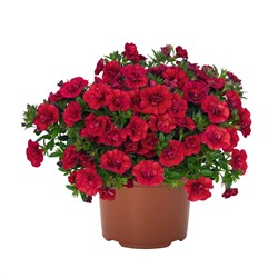 Набор махровых калибрахоа №2