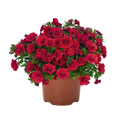 Набор махровых калибрахоа №2