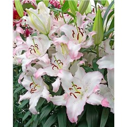 Луковицы Лилия восточная Бразилия, фасовка: 1 саженец, арт.: 74648