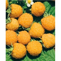 Саженцы Саженцы Малина Жёлтый гигант, арт.: 198