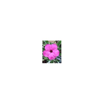 Adenium Obesum Desert Rose PURPLE SUNSET