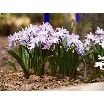 Хионодокса Rosea "Розеа" 10шт