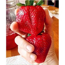 Саженцы Клубники (Земляники) садовой Вима Ксима, арт.: 11048