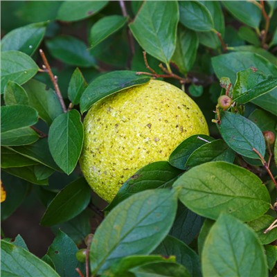 Шарик для ванн ЛУГОВЫЕ ТРАВЫ