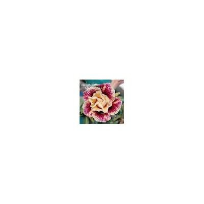 Adenium Obesum Double Flower GORR