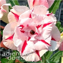 Adenium Obesum Double Flower FIRST LOVE