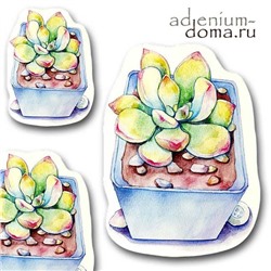 Открытка Echeveria COLORATA (Эхеверия)