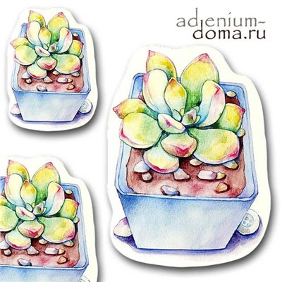 Открытка Echeveria COLORATA (Эхеверия)