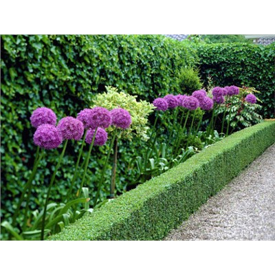 Allium Giganteum "Лук декоративный Гигантеум"
