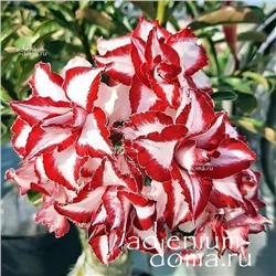 Adenium Obesum Double Flower FERRARI
