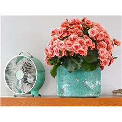 Набор бегоний элатиор №3