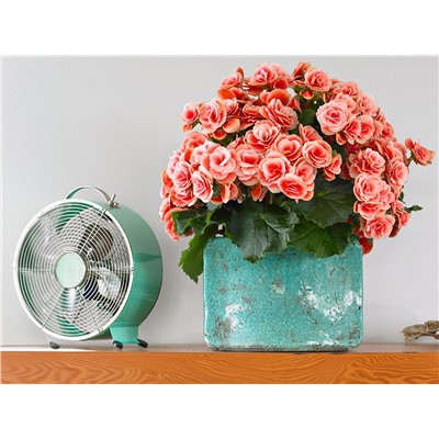 Набор бегоний элатиор №3