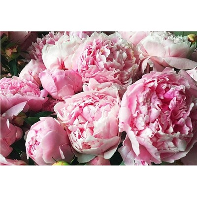 Корни (саженцы) Пион Сара Бернар, арт.: 69966