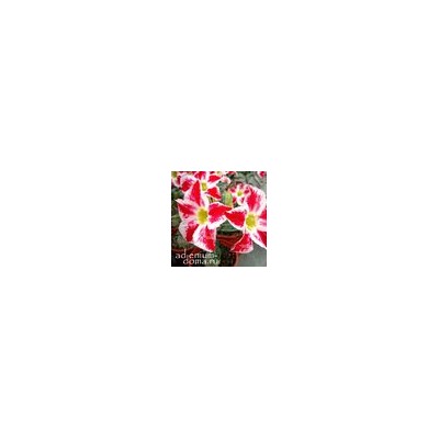 Adenium Obesum Desert Rose CUPID