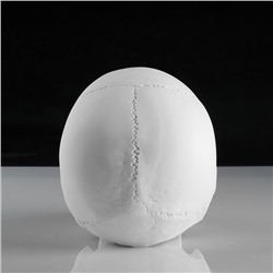 Гипсовая фигура анатомическая: «‎ЧЕРЕП анатомический», 14.5×22×16.5 см