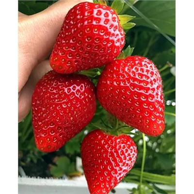 Саженцы Клубники (Земляники) садовой Кабрилло, арт.: 69188