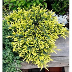 Саженцы Можжевельник прибрежный Санфлауэр, арт.: 75341