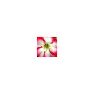 Adenium Obesum Desert Rose BIG CHUBBINESS