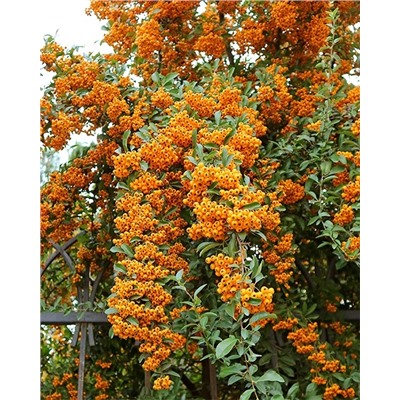 Саженцы Пираканта гибридная Оранж Чармер, арт.: 75012