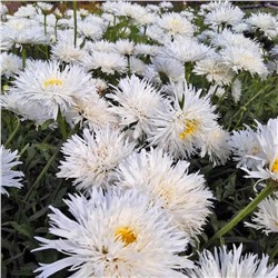 Саженцы Нивяник наибольший Аглая, арт.: 69996