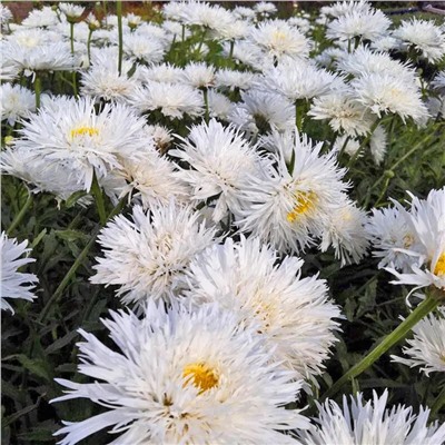 Саженцы Нивяник наибольший Аглая, арт.: 69996