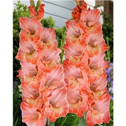 Луковицы Гладиолус Барбизон, арт.: 74988