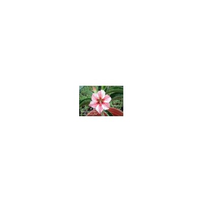 Adenium Obesum Desert Rose STAR OF FLAME