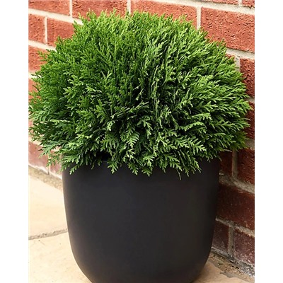 Саженцы Туя западная Тини Тим, арт.: 74733