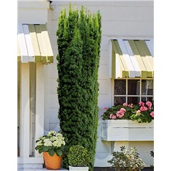 Саженцы Тис средний Хикси, арт.: 75004